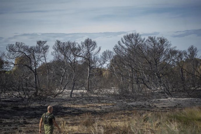 Vegetación afectada por el incendio forestal declarado en el Saler, a 23 de octubre de 2023, en Valncia