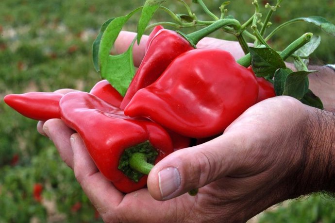 Pimiento del piquillo de Lodosa.