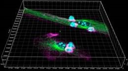 Generación de células dendríticas post-sinápticas. La imagen muestra los contactos intercelulares entre las células dendríticas  y los linfocitos T. Células Dendríticas (verde) y los linfocitos T (azul y rosa).