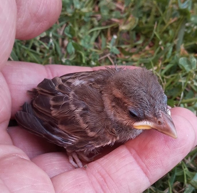 Los cuidados de los voluntarios de 'Ayúdale a volar' logran que el 70% de los animales tengan una 2 oportunidad