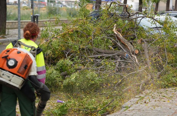Operarios de parques y jardines despejando las zonas de ramas de árboles. A 23 de octubre de 2023, en Sevilla (Andalucía, España). 