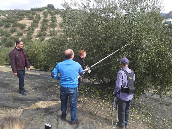 Inicio de la campaña del olivar