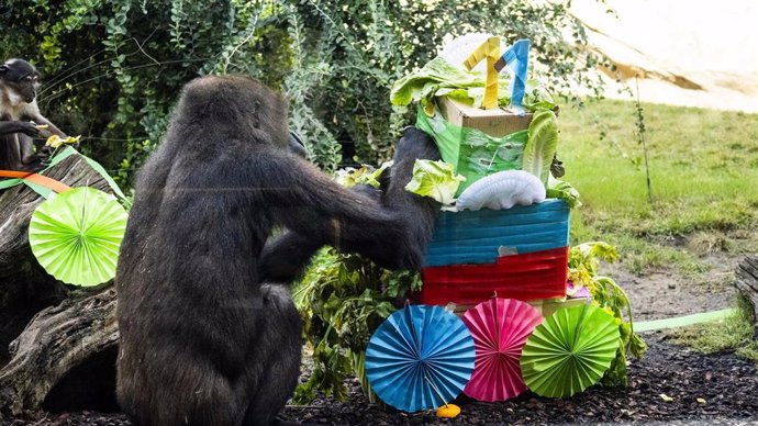 Ebo, el primer gorila valenciano, cumple 11 años en BIOPARC