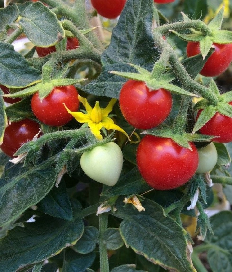 Archivo - Imagen de unos tomates