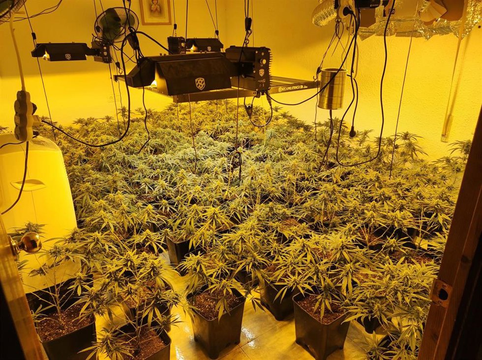 Imagen de archivo de una plantación de marihuana.