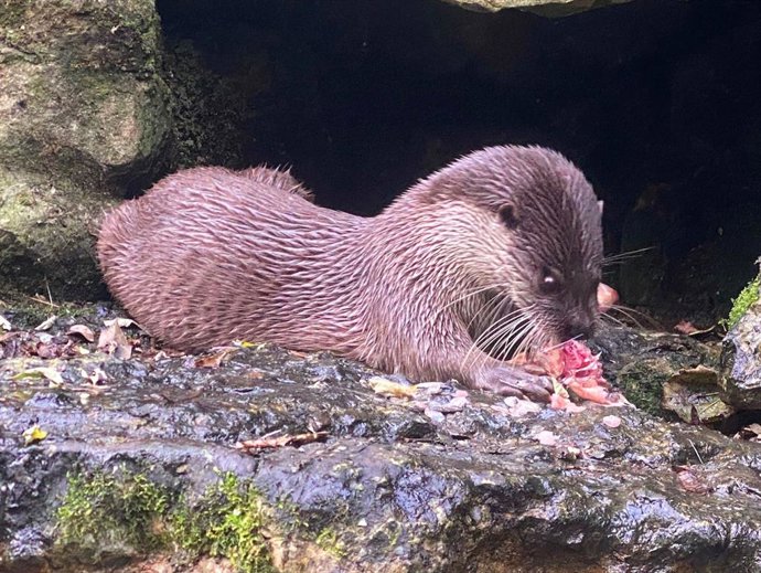 La cría recién nacida y su madre.