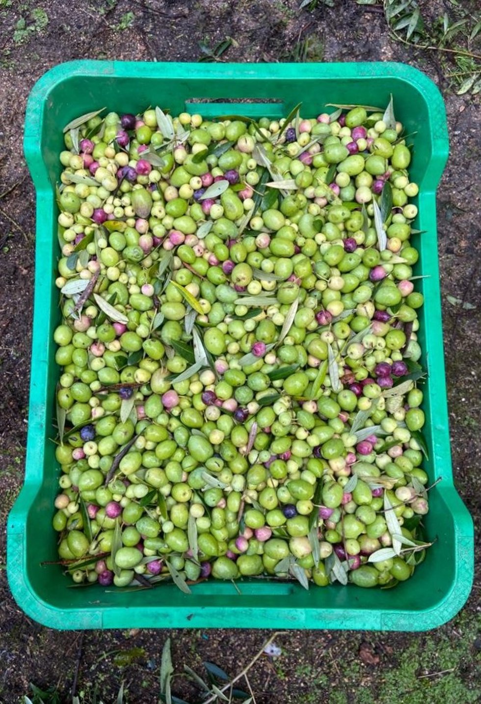 Recogida de aceituna