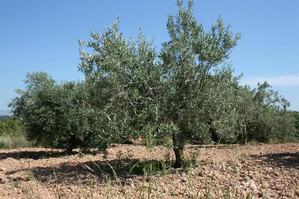 AVA-ASAJA denuncia los primeros robos de aceitunas en la C. Valenciana por los altos precios