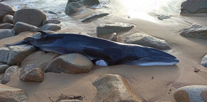 Ejemplar de ballena aliblanca hallada en Sanxenxo (Pontevedra)