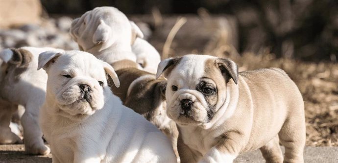 Archivo - El comercio ilegal afecta a 2,4 millones de cachorros al año en Europa.