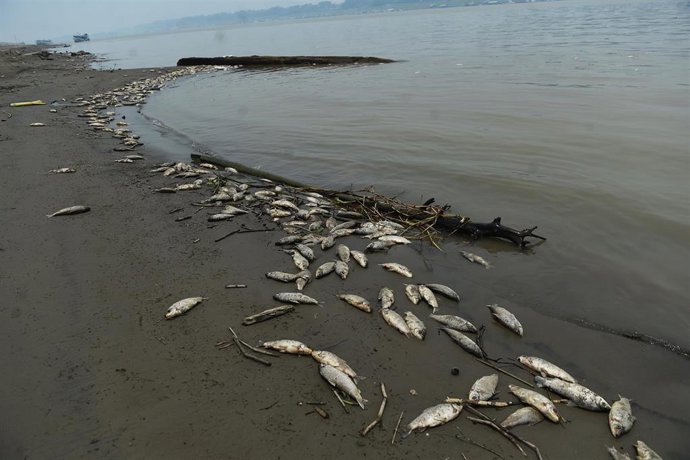 Archivo - Peces muertos por la sequía en el estado brasileño de Amazonas