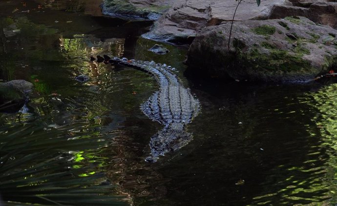 El nuevo cocodrilo del Nilo macho que ya se encuentra en Bioparc Fuengirola.