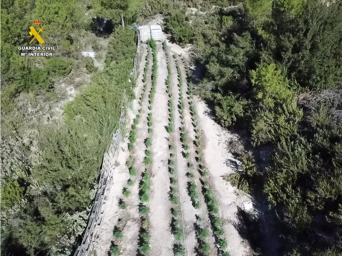 Seis detenidos por cultivar más de 1.600 plantas de marihuana en cinco plantaciones en varios municipios de Alicante