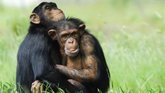 Foto: Encuentran evidencia de menopausia en chimpancés salvajes