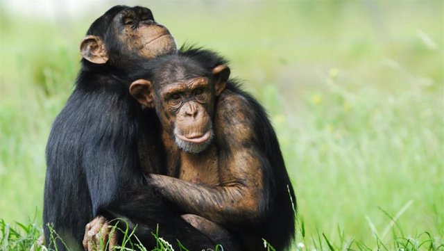 Pareja de chimpancés