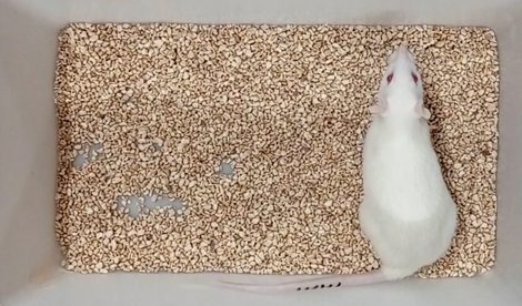 Investigación