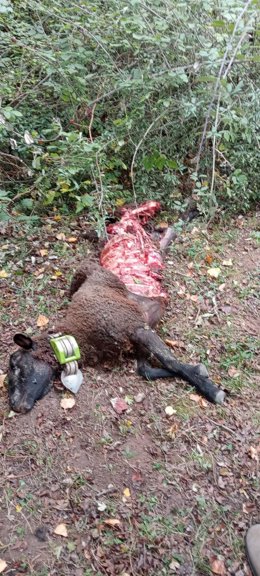 Oveja atacada por lobo en Castroviejo