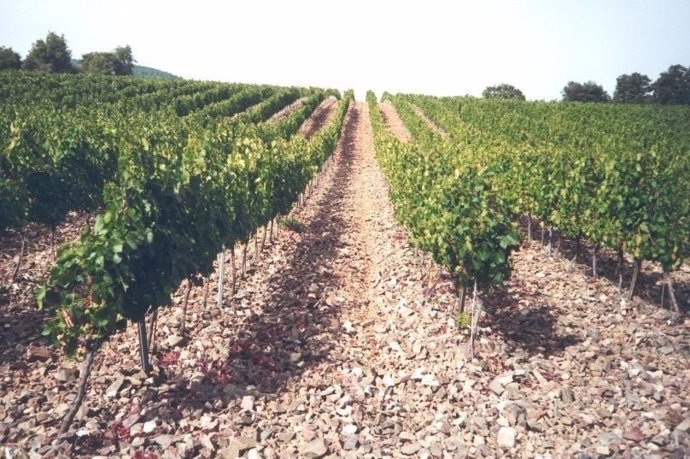 Campo de viñedos en Catalunya