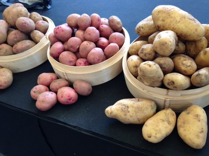 Archivo - Papa canaria