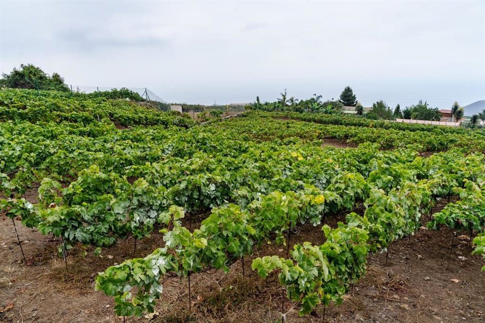 Archivo - Imagen de archivo de una plantación de vides  