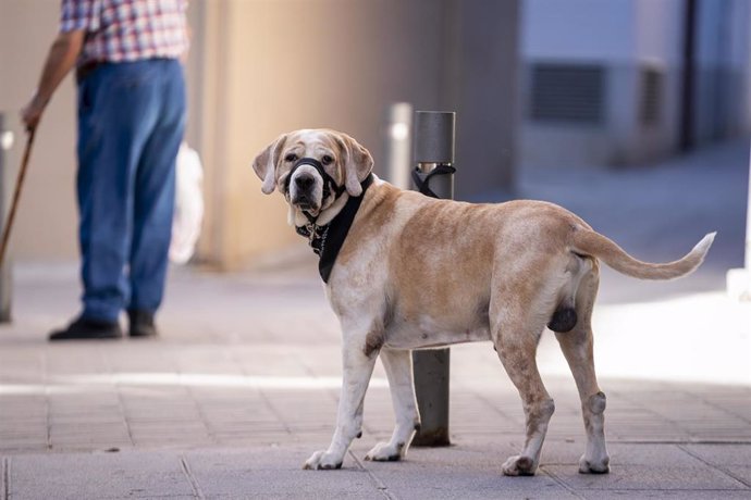 Archivo - Un perro atado a un poste el día en el que entra en vigor la Ley del Bienestar Animal, a 29 de septiembre de 2023, en Madrid (España). Hoy entra en vigor la Ley de Bienestar Animal, que facilita el acceso libre con perros, gatos y hurones a toda