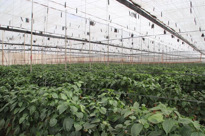 Archivo - Canarias destina 3,4 millones de euros en ayudas para la suscripción de seguros agrarios combinados.