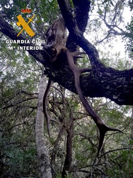 Cabeza de ciervo hallada en una encina.