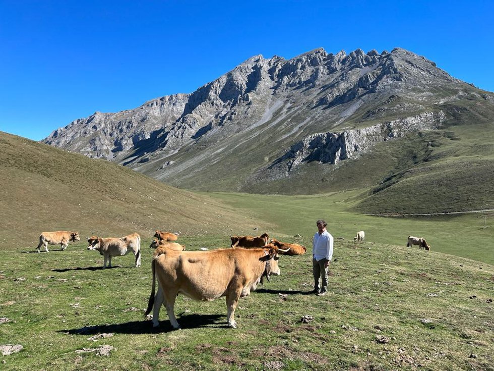 El consejero de Desarrollo Rural, Ganadería, Pesca y Alimentación, Pablo Palencia, junto a vacas en Liébana