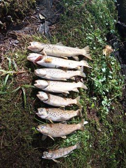 Troitas mortas nun tramo do río Xuvia ao seu paso por Narón e San Sadurniño (A Coruña)