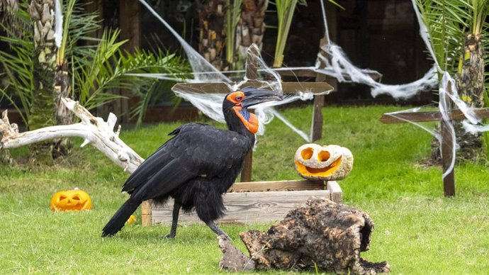 Halloween en Bioparc