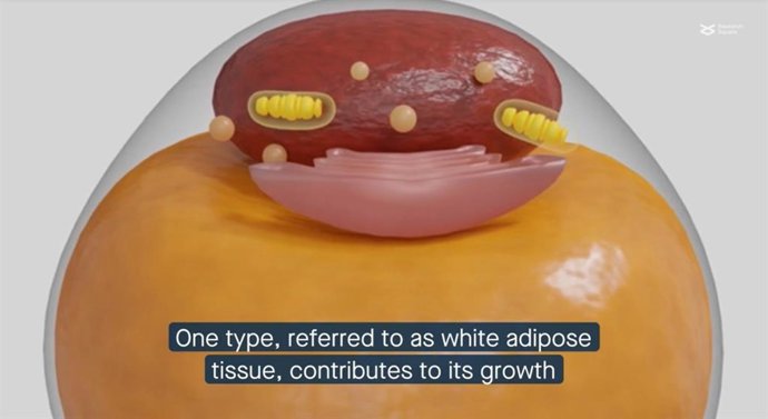 Grasa blanca que contribuye a extender el cáncer de próstata.