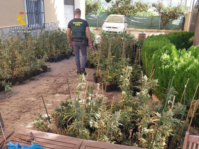 Plantas de marihuana incautadas en un chalet de Callosa d'en Sarri (Alicante).