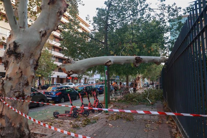 Caída de la rama de un árbol de grandes dimensiones en Reina Mercedes por la borrasca Bernard, en una foto de archivo.