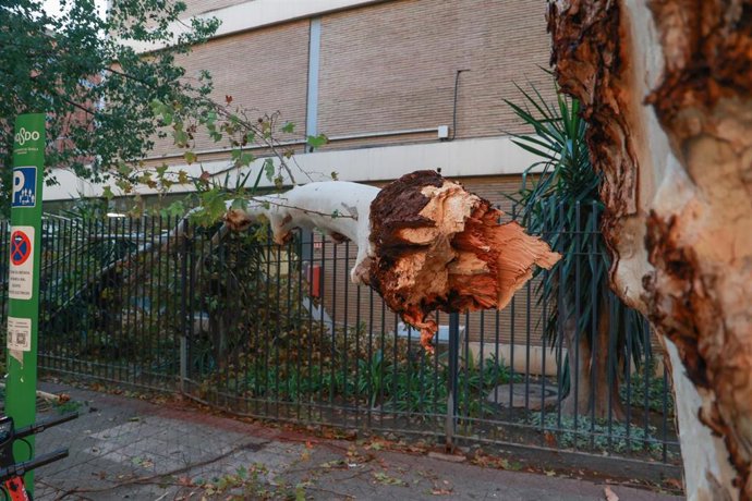 Caída de la rama de un árbol de grandes dimensiones en la Avda de Reina Mercedes por la borrasca "Bernard", a 23 de octubre de 2023 en Sevilla (Andalucía, España)