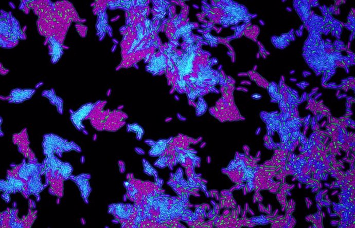 Archivo - Células de la bacteria patógena 'Pseudomonas aeruginosa'.