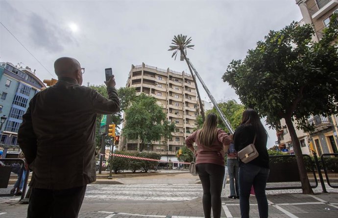 Técnicos de Parques y Jardines evalúan la palmera de Quintero Báez.