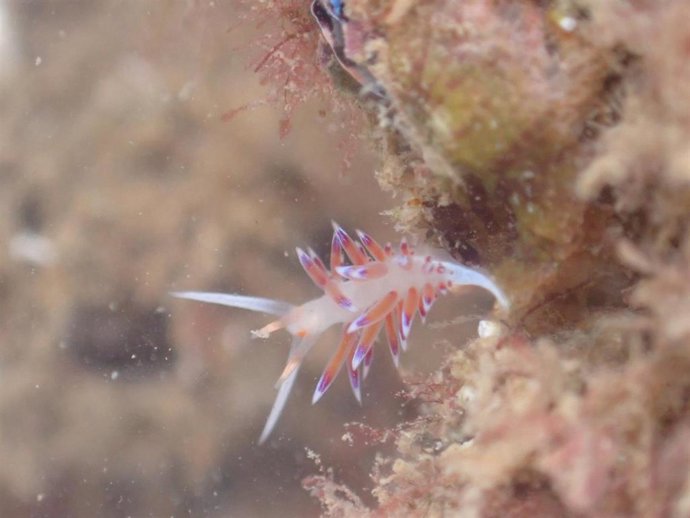 Nuevas especies en los biotopos del Port de Tarragona.