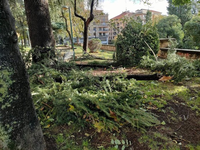 Árbol tronchado en el Paseo de San Vicente de Salamanca