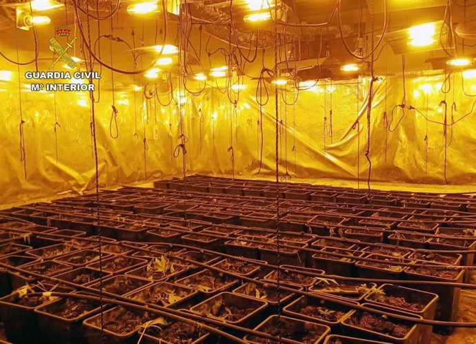 Imagen de una plantación de marihuana intervenida