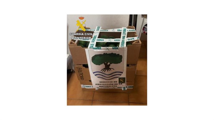 Aguacates inacutados en el norte de Tenerife