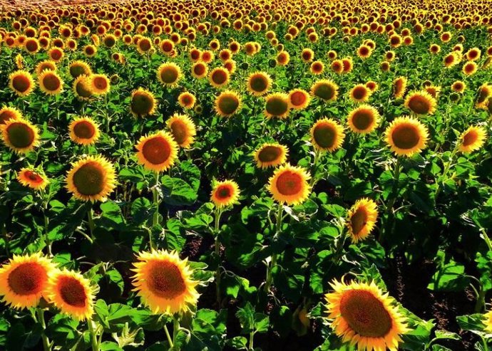 Campo de girasoles