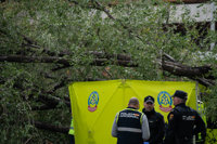 Un árbol mata a una joven al caerle encima en una calle de Chamberí
