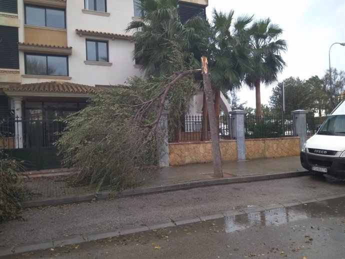 Archivo - Una imagen de archivo de un árbol caído en Palma tras un temporal.