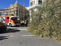 Almeida traslada su pésame por la muerte de una joven tras la caída de un árbol: "Madrid le acompaña en su dolor"