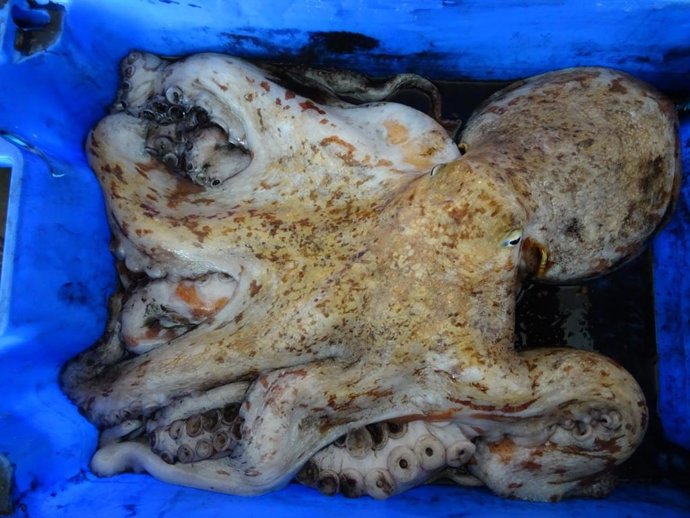 Archivo - Pulpo de roca