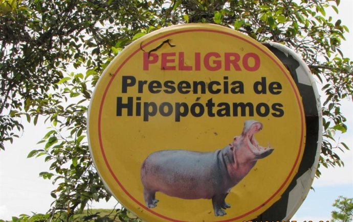 Archivo - Alerta de hipopótamos en la antigua hacienda de Pablo Escobar