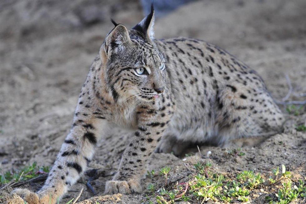 Archivo - Ejemplar de lince ibérico.