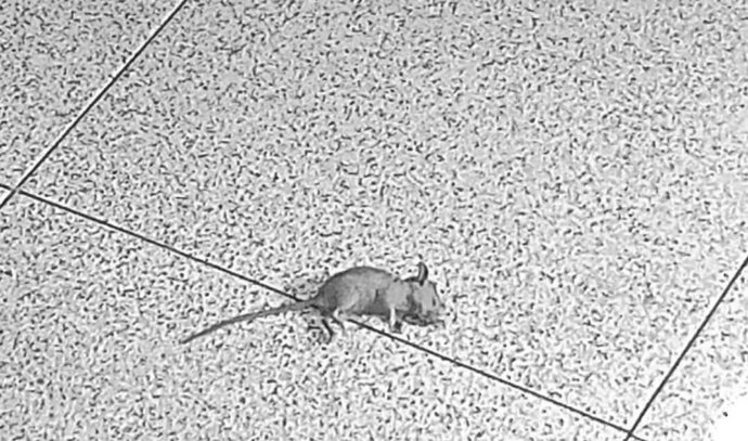 CCOO denuncia filtraciones de agua y presencia de roedores en las garitas de vigilantes en la sede de Emaya de Son Pacs.