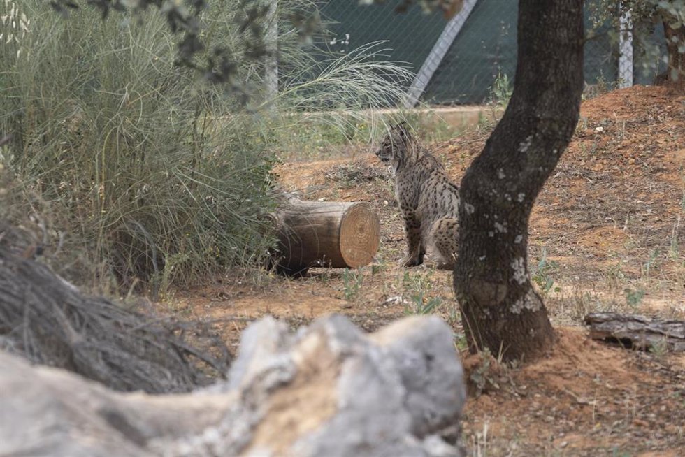 Archivo - Un lince en el Centro de Interpretación del Lince Ibérico.