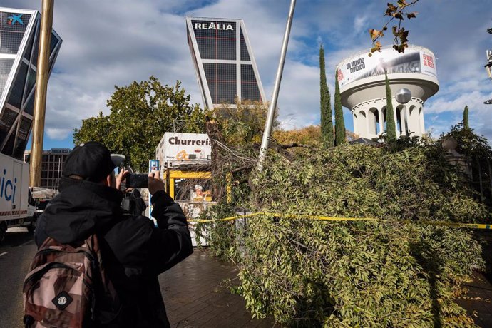 Un hombre saca una foto a un árbol caído en Plaza de Castilla, a 2 de noviembre de 2023, en Madrid (España). Bomberos de la Comunidad de Madrid han realizado desde la medianoche hasta las 13 horas de hoy 124 intervenciones por problemas relacionados con